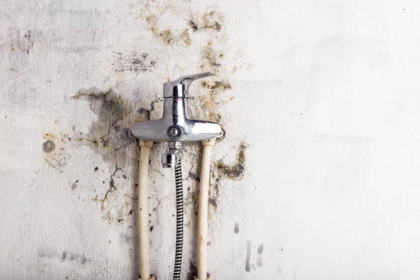 Best Kitchen Mold Remediation in Pheasant Run, OH