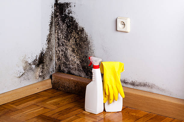 Best Attic Mold Remediation in Pheasant Run, OH