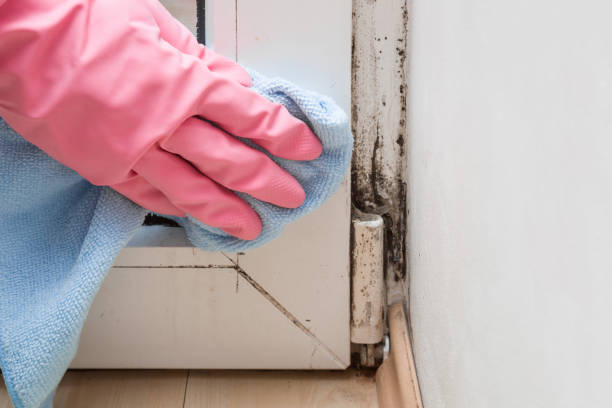 Best Bathroom Mold Remediation in Pheasant Run, OH