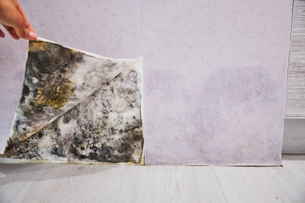 Professional Mold Remediation in Pheasant Run, OH